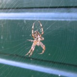 0609F 45 Rotterdam-Leer